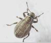 Strophosoma nebulosum